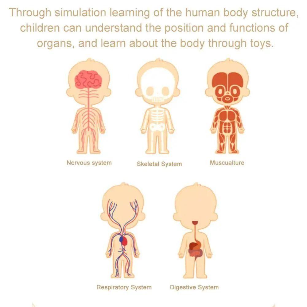 DIY Mannequin Science Cognitive Puzzle Toy Transparent Kid Skeleton Model Birthday Kids Gift