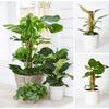 2pcs Plant Climbing Coir Totem Pole Safe Gardening Coconut Stick for Climbing Plants Vines and Creepers Plant Support.