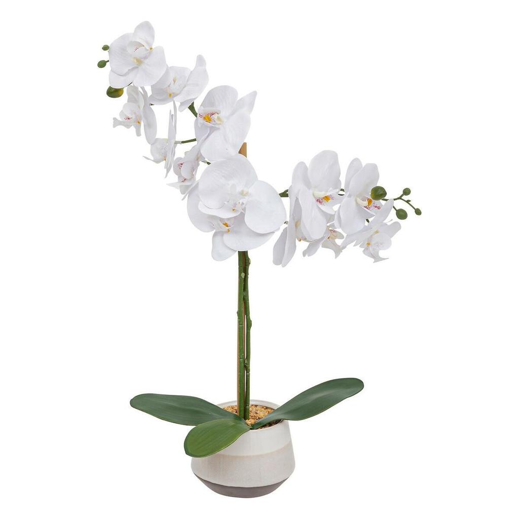 Clera Orchid With Ceramic Pot