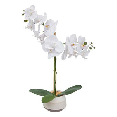 Clera Orchid With Ceramic Pot