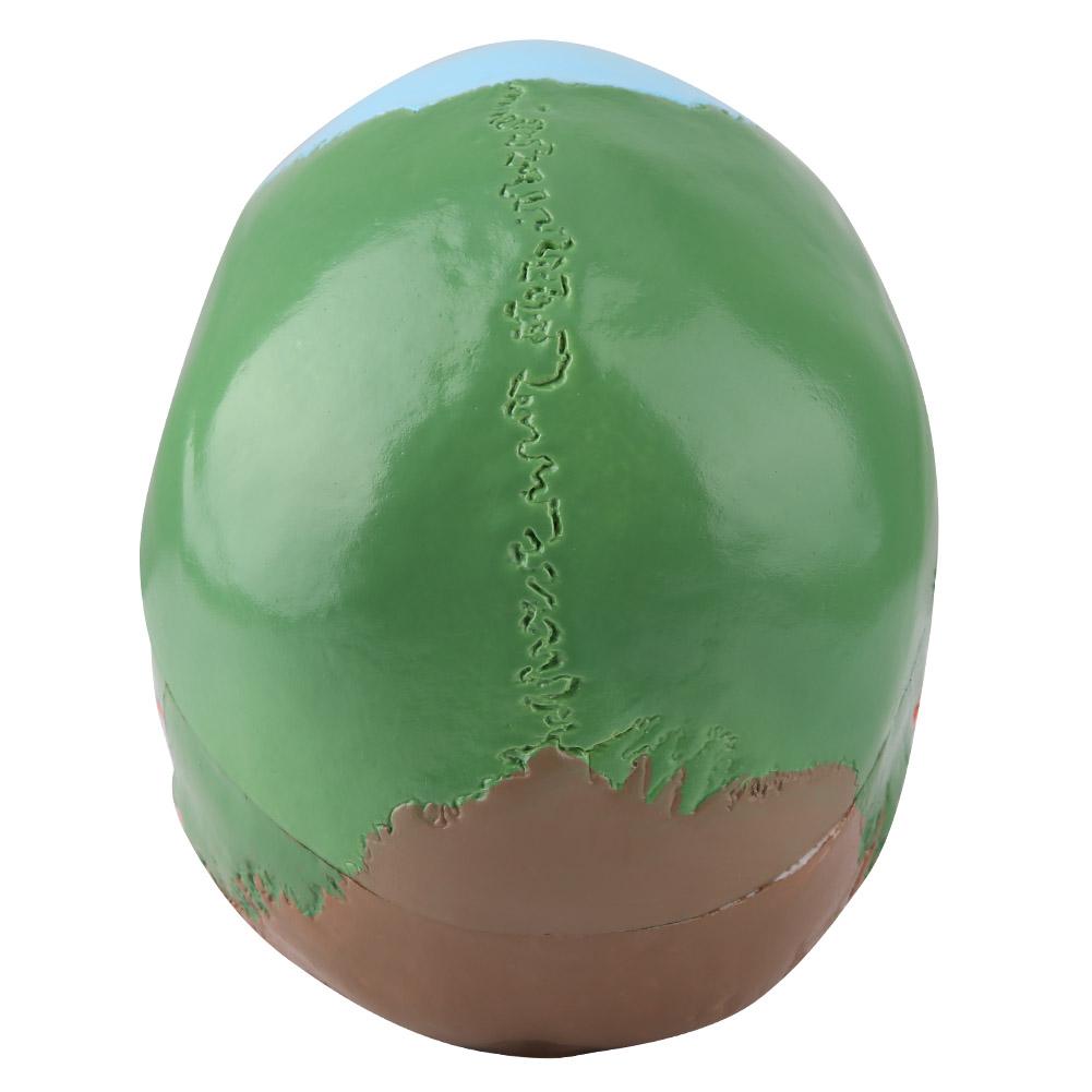 Medical Teach Instrument colorat craniu uman adult Model anatomic cu carte de identificare