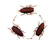Funny Simulation of Cockroaches Pet Cat Dog Kitten Interactive Training Play Halloween Decoration