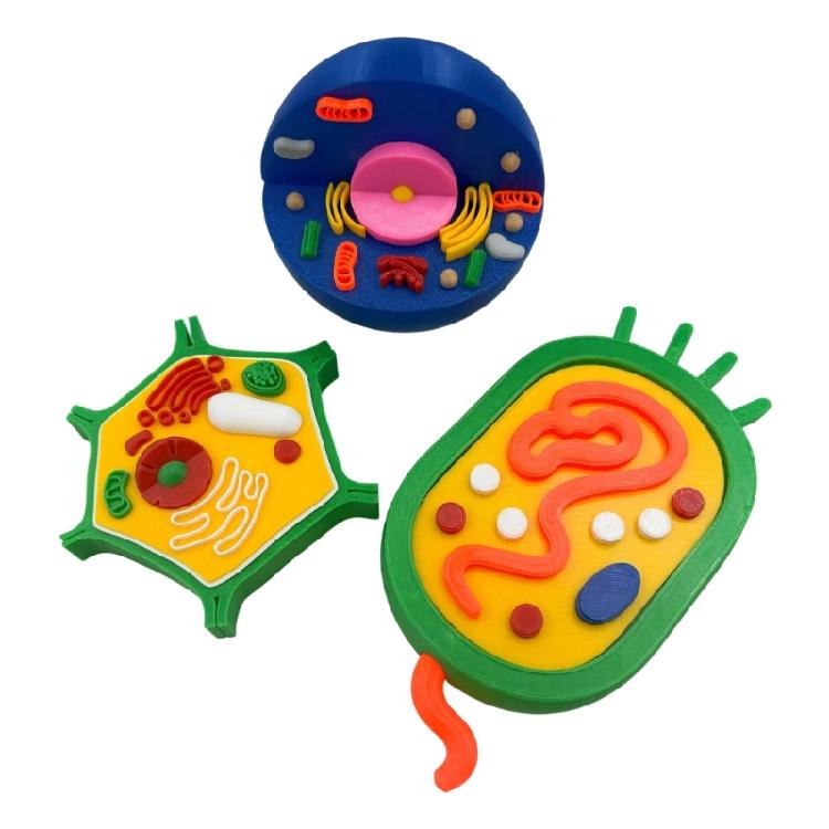 Educational Animal Plant Cell Anatomy Model Animal and Plant Cell Model Biology Teaching Aid