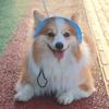 S/M/L Cat Sun Hat Cotton Pet Caps Cute Cat Bucket Hat  Travel