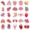 50 Cartoon Human Organ Stickers: Educational & Creative Waterproof Decor for Kids, Phones, & Journals