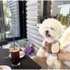 Korean-style Dog Baseball Jacket  Pet Jackets For Small  Medium Cat  Teddy Warm Fashionable Pet Clothing For Puppies