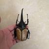 Biographical Analysis of Deer Antler Beetle and Claw Shaped Insect Beetle Gacha Simulation Animal Movable Joints Figure Toys