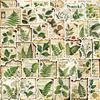 50 Botanical Garden Tags Fragments Graffiti Stickers Guitar Laptop Suitcase DIY Waterproof Stickers