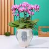 European-Style Hand-Painted Ceramic Flower Pot for Phalaenopsis - Luxurious Decorative Piece for Balcony or Living Room