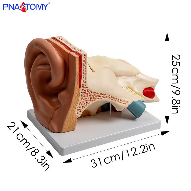 Ear Anatomy Model: Outer, Middle, and Inner Parts for Teaching Auditory System Structure PNT-0671