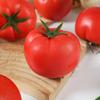 Artificial Tomato Model Realistic Foam Vegetable Props for Kids Teaching