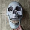 Halloween Skull Decoration,Realistic Plastic Skull,Head Skeleton,Halloween Party Home Yard Decoration,Haunted House Horror Props