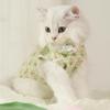 Summer Thin Cat Vest: Anti-Hair Loss Blue Kitten Clothes for Cute Cats