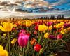 RUOPOTY DIY Frame Oil Painting By Numbers Tulip Flower Home Decor Acrylic Home Decor On Canvas Wall Art Picture For Living Room