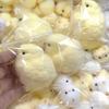 1pc Chickie Squeeze Toy - Slow Rebound Texture Toy/gift for Class and Student Friends at Easter and Birthday Parties/fun