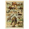 Vintage-Leinwandgemälde mit Gemüse, Früchten, Pilzen, antike Wandkunst, botanische Bilder, wissenschaftliche Poster und Drucke, Heimdekoration