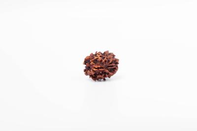 Natural 3 Mukhi Rudraksha Bead | Certified Authentic Rudraksha for Spiritual Growth | Genuine Sacred Bead for Meditation & Healing