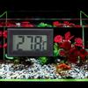 Aquarium Digital Thermometer with LCD Screen Display for  Fish   Temperature Gauge -50 Celsius .110 Celsius