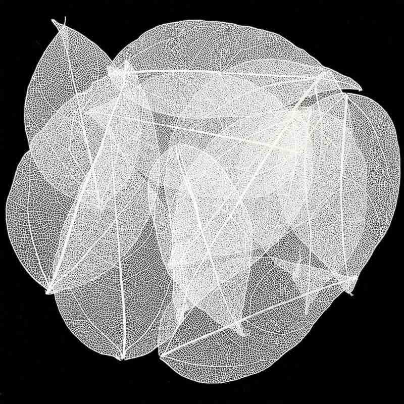 

Тиснение, тиснение, натуральный алмазный орнамент, аксессуары, чехол для телефона, материал ручной работы, 30 шт., сушеные цветы 4-9cm белый