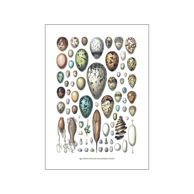 Pop bunte Tiere Fisch Poster ästhetische Fischarten Illustration Skizze Leinwanddruck für Wand Kunst Home Dekoration Raum Dekor