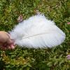 10 buc Pene Naturale de Struț Vrac 15-50cm Pană pentru Meșteșuguri pentru Petrecere Nuntă Decor Acasă Centrul Mesei Decorare Bijuterii
