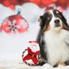Dog Squeak Toys Dog Santa Toy Cute Puppy Chewers Doll For Small Medium Breed Outdoor Play Senior Pet