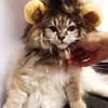 Pet Lion Mane Costume Headgear for Cats Halloween Parties Photo Shoots