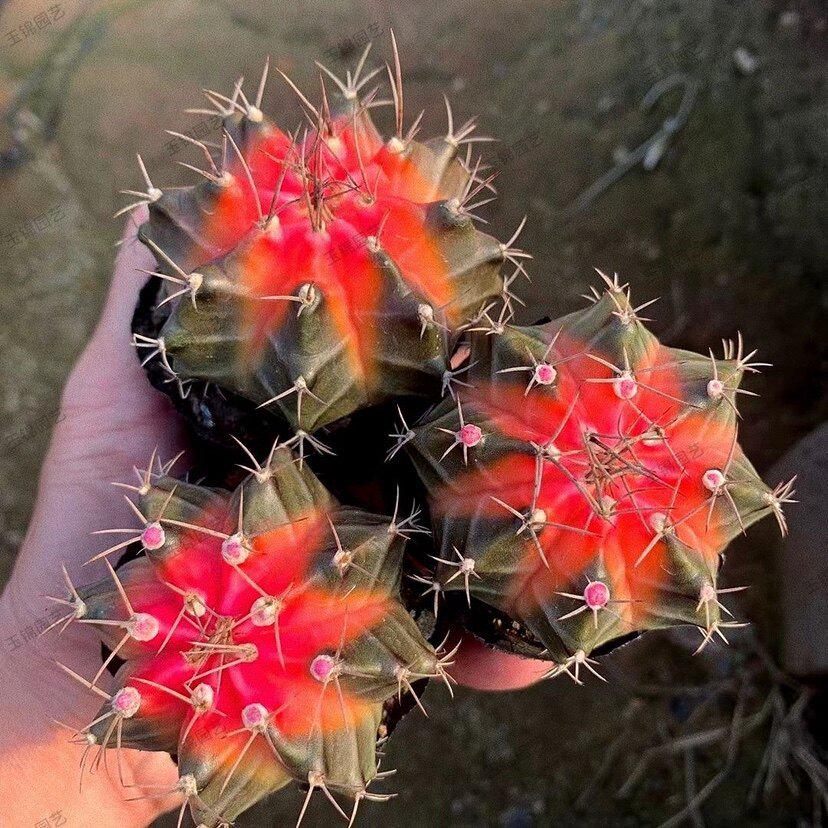 Crimson Star Cactus: Easy-Care Flowering Plant for Balcony, Living Room, or Office (Potted Plant, No Pot)