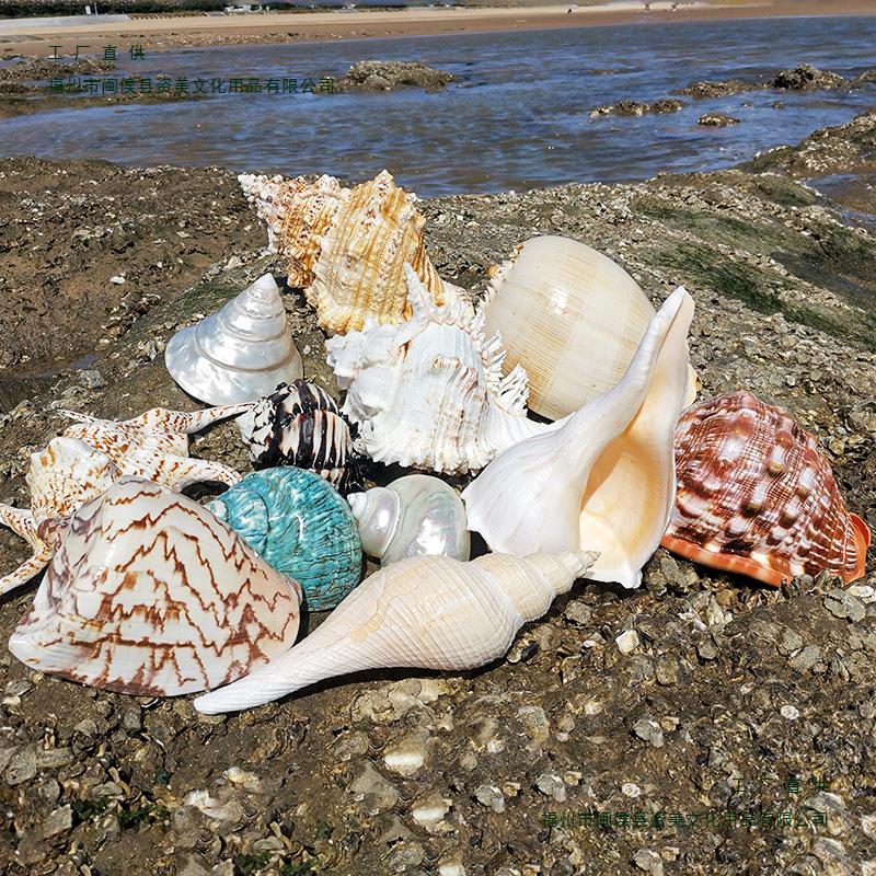 Large Conch Seashell Ornament for Wall Decor, Aquarium Aquascaping, and Sea Sound Collection