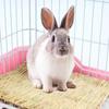 Rabbit Grass Chew Mat Small Animals Hamster Guinea Pig Cage Edible Rabbit Mats for Cages Bird Nests Bunny House Pad for Rabbits