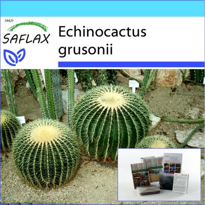 Set regalo - Cactus barile / Posto suocera - 40 semi - Con scatola regalo, biglietto, etichetta e substrato per vaso - Echinocactus grusonii