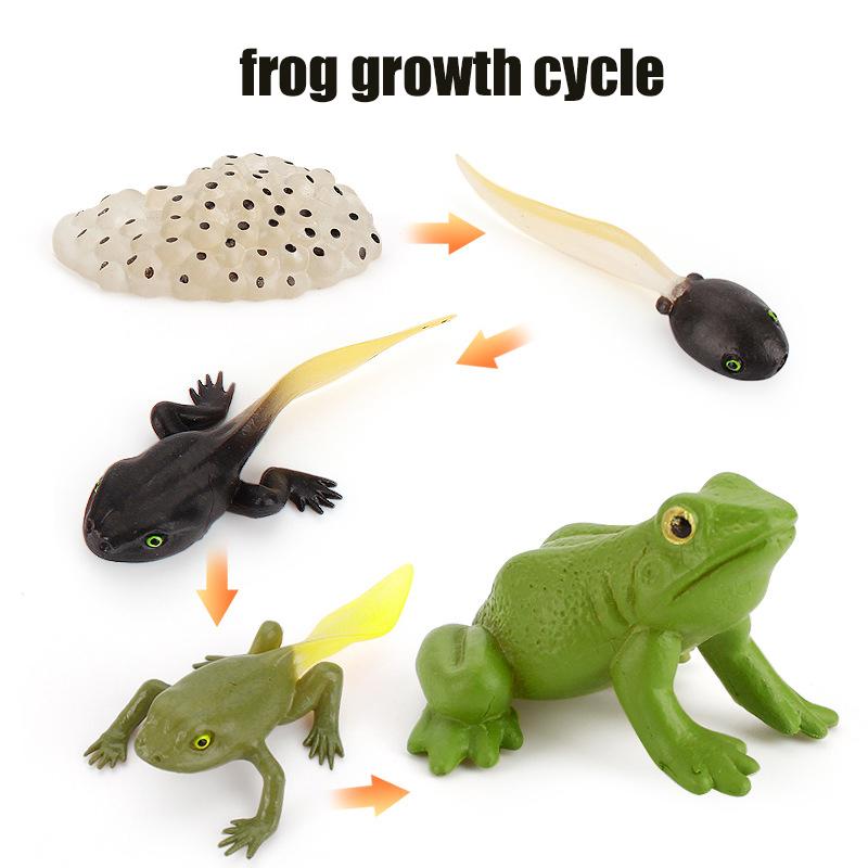 Life Animal Cycle Board Children Toys Montessori Teaching Aids Plant Animal Growth Cycle Model Set Preschool Cognitive Toys