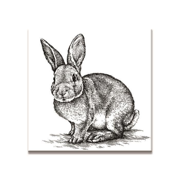 Черно Белые Зайцы Фото