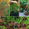 20m Reiner Kupferdraht für Gartenarbeit und Pflanzenstützung Blanker Kupferdraht für Luftpflanzenhalter und Gemüseanbau
