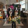 Süße Berner Sennenhund-Muster Flanelldecke, Hohe Qualität, Bequem für alle Jahreszeiten, Heimdekoration, Wärme und Komfort, Perfekt für Geschenke.