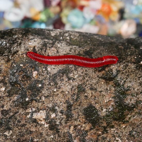 100 Stück Angelköder, künstliche Regenwürmer, Simulation aus Kunststoff, lebensechter roter Angelköder für Süßwasser