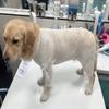 Copertura protettiva traspirante per animali domestici Manicotto a rete elastica per ginocchio e zampa Recupero ferite
