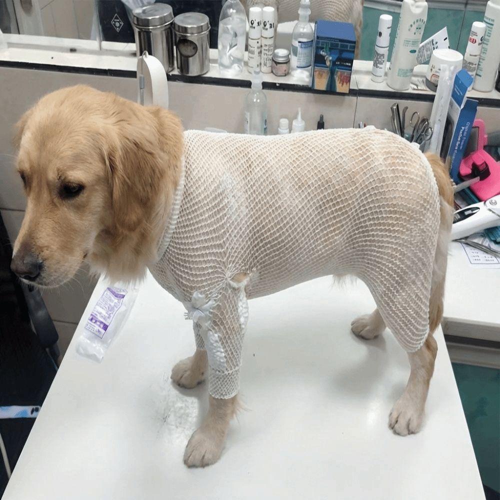 Copertura protettiva traspirante per animali domestici Manicotto a rete elastica per ginocchio e zampa Recupero ferite