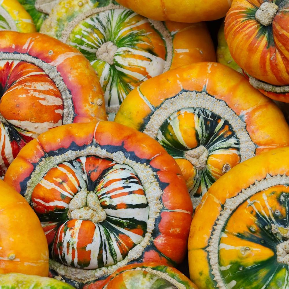 Ornamental Pumpkin Turkish Turban Seeds 2g - VILMORIN