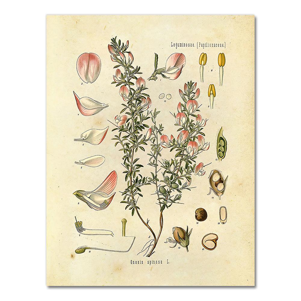 Vintage Wild Plant Poster Botanical Flower Study Living Room Hanging Painting Peony Picture Aesthetic Room Decor Canvas Paintng