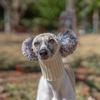 Italian Greyhound Whippet Hat with Fur Ball Pet Hat In Winter Elastic Wool Puppy Big Dog Hat