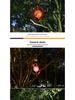 Colorful Solar Wind Spinner LED Light: Waterproof RGB Lawn Decor
