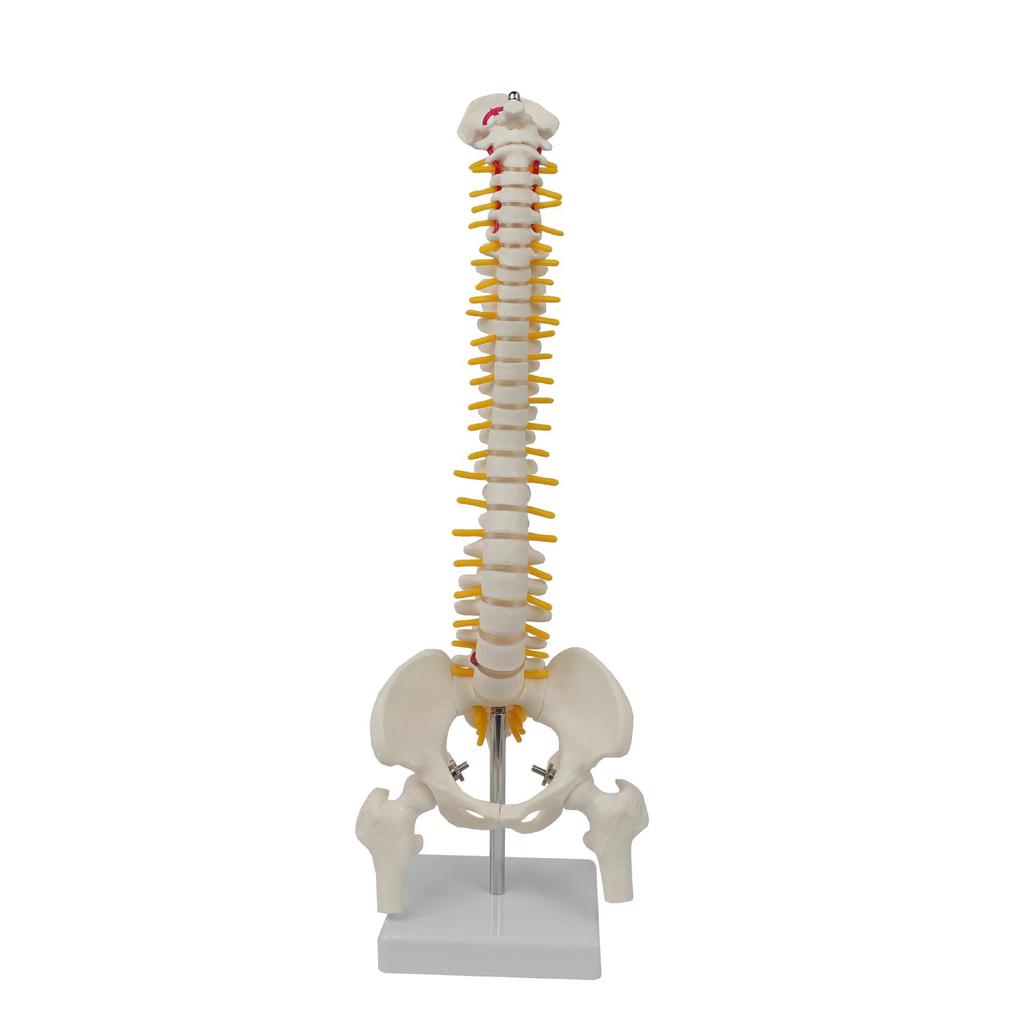 Medium Spine and Pelvis Skeleton Model for Orthopedic and Vertebrae Teaching