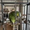 Lustiger Edelstahl-Papageien-Knabber Rostfrei Bissfest Hängender Molaren Verschleißfest Vogelkette Glöckchen Entwicklungs-Puzzle