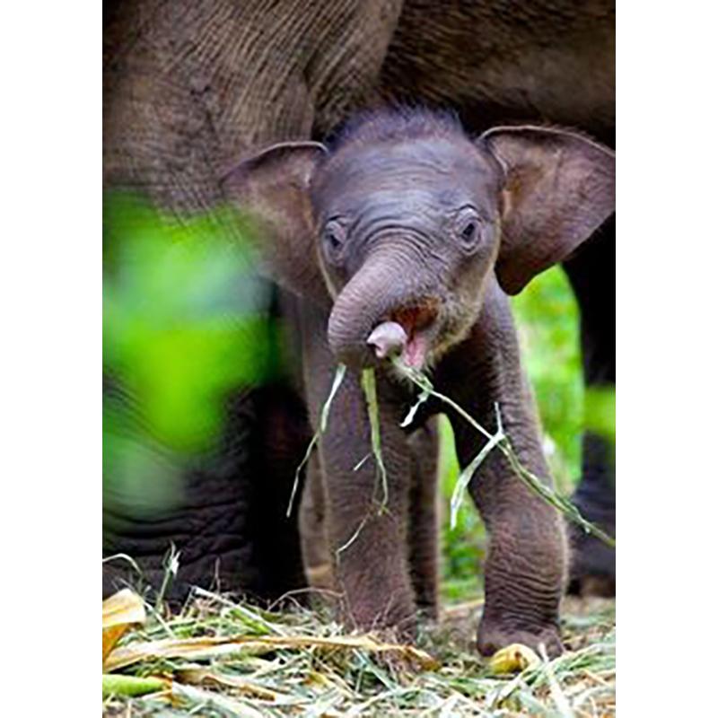 DIY Elephant 5D Diamond Painting Full Round Drill Diamond Embroidery Animals Mosaic Rhinestone Kits Wall Art Home Decor Gift