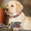 Grenzüberschreitendes graviertes Halsband für Haustiere, für große und kleine Hunde, Anti-Verlust-Lederhalsband, verstellbares Trainings-Halsband mit Hundemarke