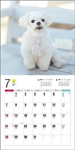 2024 Calendar Maltese (Seibundo Shinkosha Calendar)