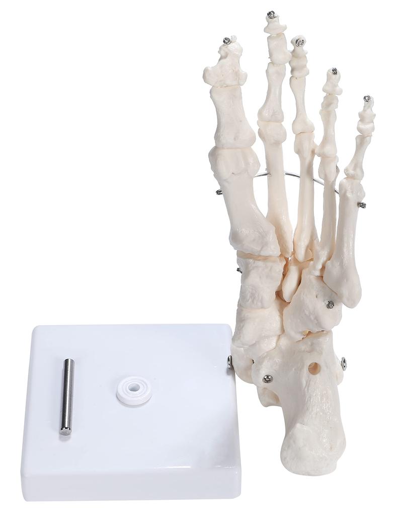 picoLab Foot Skeleton Model, Foot Bone Model, Foot Bone Model, Toes, Left Foot