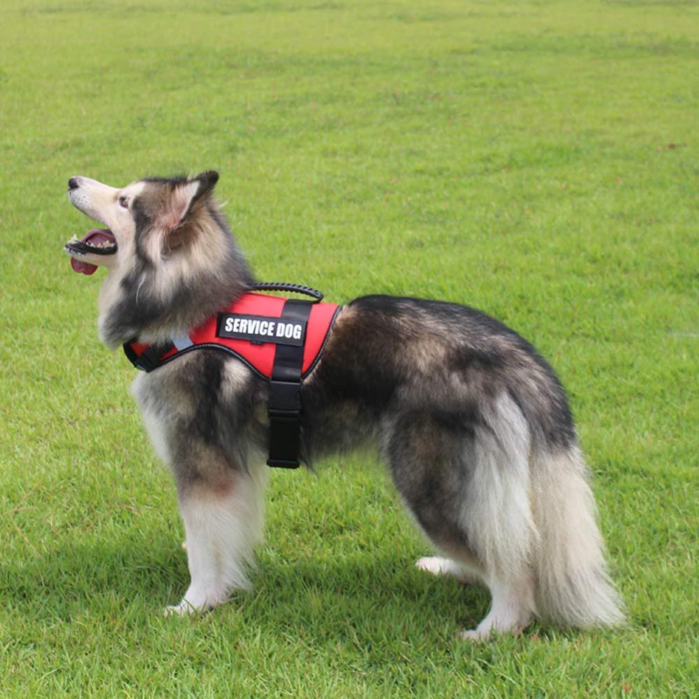 Red Service Dog Pet Harness for Outdoor Walking