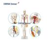 XINMAN 85CM Human Skeleton Model with Nerves & Blood Vessels
